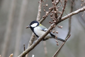 シジュウカラ　雄